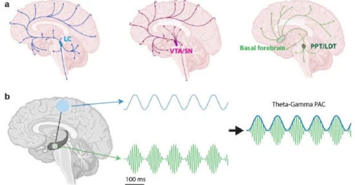#biology #highlycitedpaper <7 #citations>

📚 'Neuromodulation of Neural Oscillations in Health and Disease'
👥 By Evan Weiss et al. from @Columbia
Enjoy reading👉 brnw.ch/21wIXLm..

#neuromodulation #EEG #noradrenergicsystem
#openaccess #review #CallForReading