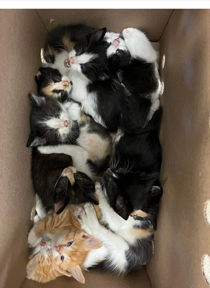 It's all about saving lives.
These little cuties from 2023 apPURRciate your supPAWt for #BDOG2024 
bigdayofgiving.org/organization/i…

#savinglives #kittens #puppies  #tinybutmighty #ittakesavillage #fosters2023 #gratitude