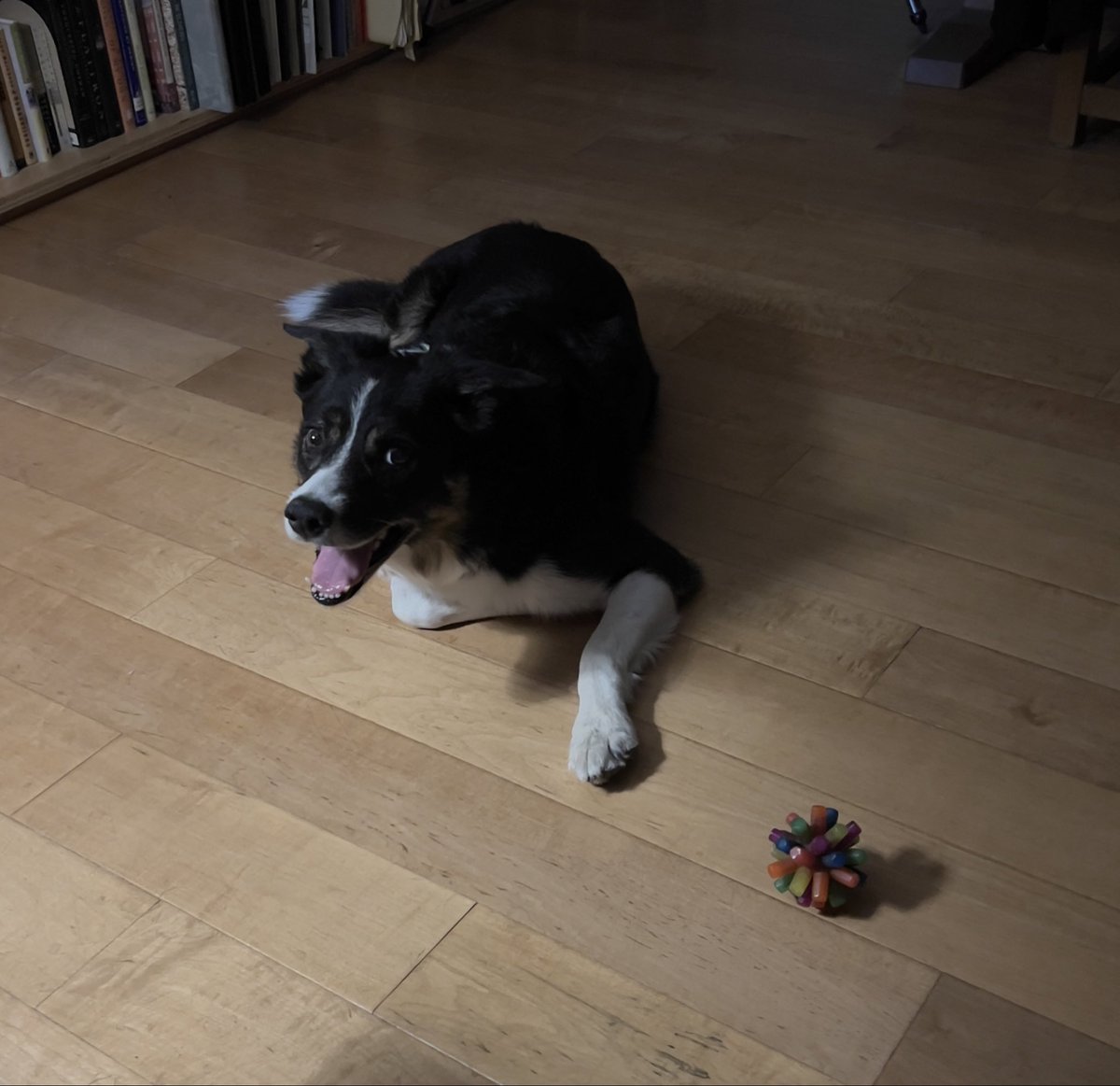 Hey, Mum!  Do you see that ball?  Let’s do it! #bordercollie #dogsoftwitter #twitterdogcommunity