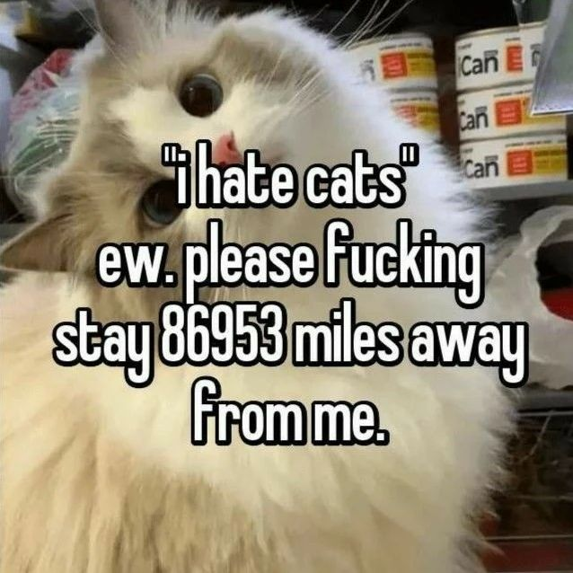 Punch Cat (@punchingcat) on Twitter photo 