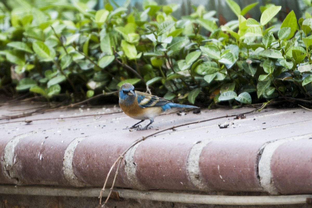 Not the best image quality as this photo was shot through my dining room window, but here's a Lazuli Bunting that I spotted in my yard this afternoon. #BirdsSeenIn2024 #Birds #Birdwatching #MyBirdPic #Wildlife #Nature #Birding #BirdsOfTwitter #ElPaso #Texas #TeamSony