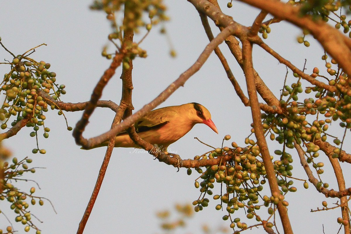 Golden oriole early in the morning #IndiAves #birdwatching #birds