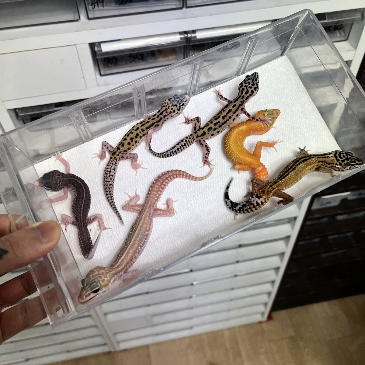 レオパードゲッコー業販可能です
サイズ、クォリティの参考用の画像お送りいたします。
業販は店舗様のみになります
300匹まで可能です
LINE:AL mygecko