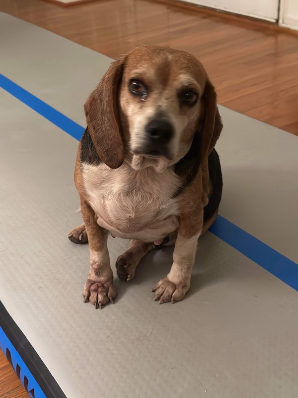 Adoptable #beagle of the day JOVIE tribeagles.org/product/jovie/