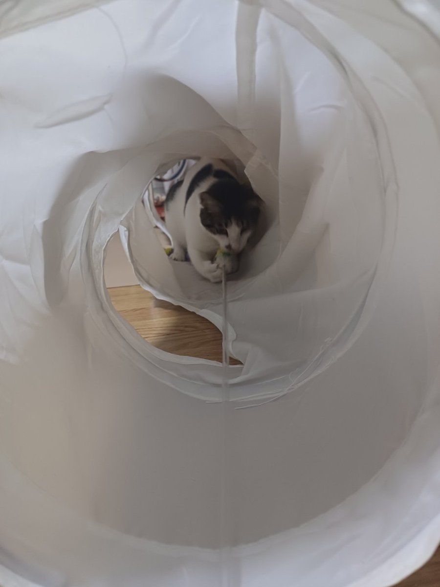 사랑이 미미 행복이+행운이^^
행복이는 중성화 전보다는 많이 덜 활발한데 사냥놀이 완전 좋아해요~
어디가도 적응잘하고 잘 지낼 아이들인데 입양문의가 없네요 ㅠㅠㅠ
2마리씩 입양 가길
희망합니다^^
평생집사님 기다립니다