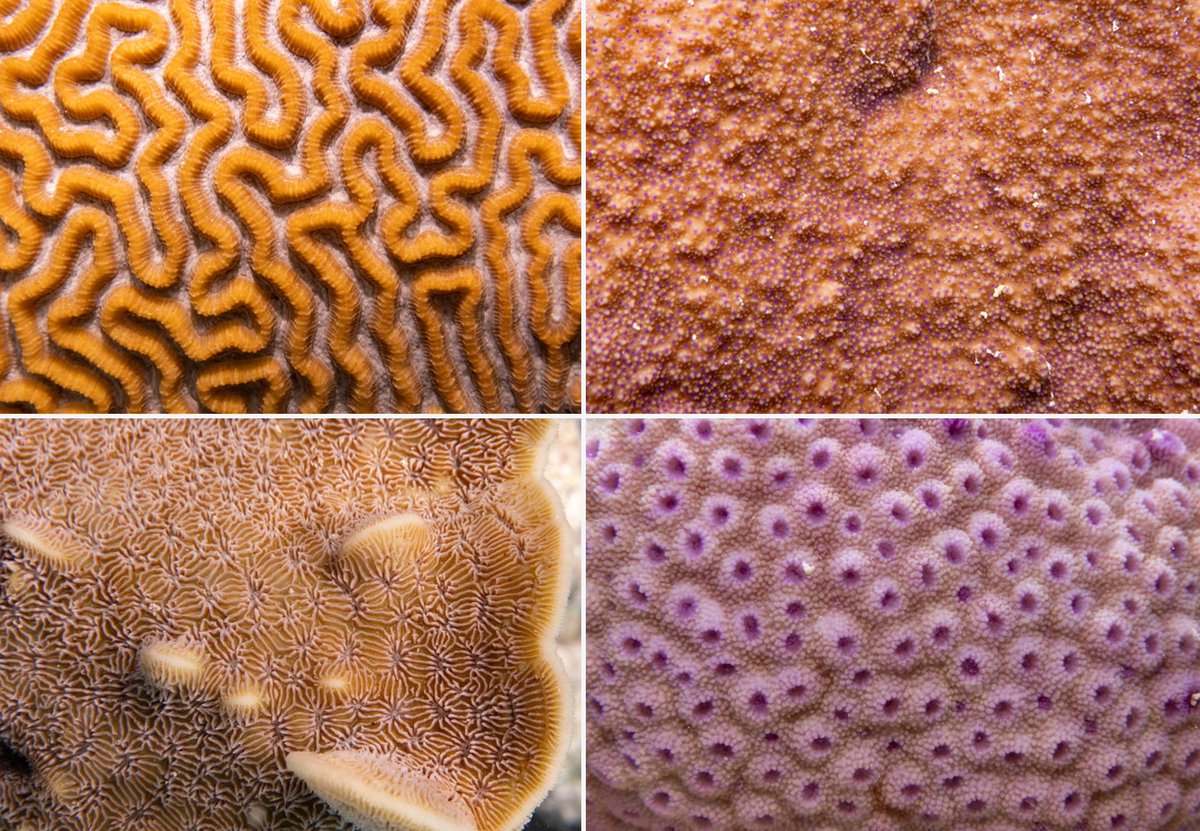 Coral textures 1. Identifying corals requires a view of the individual polyps, and when you look that closely you find a wonderful diversity of textures and patterns. Top left clockwise: Platygyra, Montipora, Astreopora, Pavona :) @Sydney_Science @OneTreeIslandRS #marineexplorer