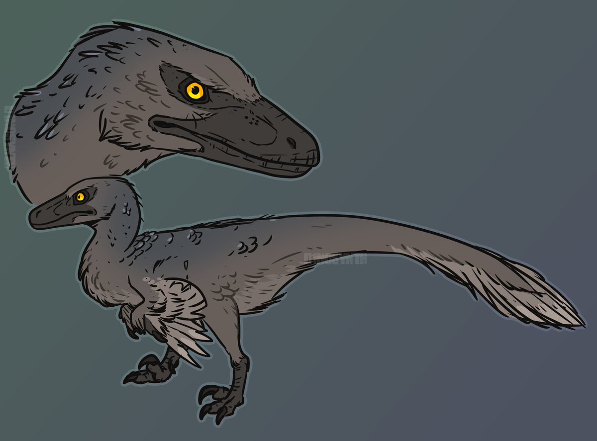 Happy #VelociraptorAwarenessDay ??