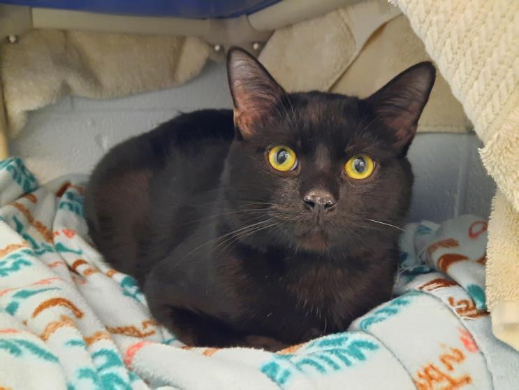 PetfindToronto's tweet image. #GUILDWOOD GO STATION Pls RT2unite #FOUND #CAT- 15-Apr-24   #Toronto Animal Services A0974404 #EAST 416-338-7539 BLACK DSH M/2Yr