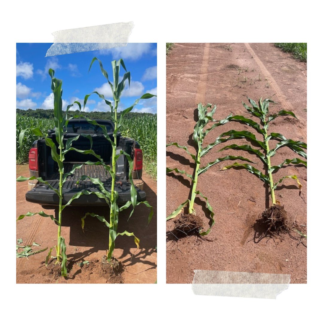 These photos were shared by a grower in Brazil. Can you guess which of these corn plants received the Regenerative Soil Primer? #SoilPrimer #BrazilFarming #RegenAg