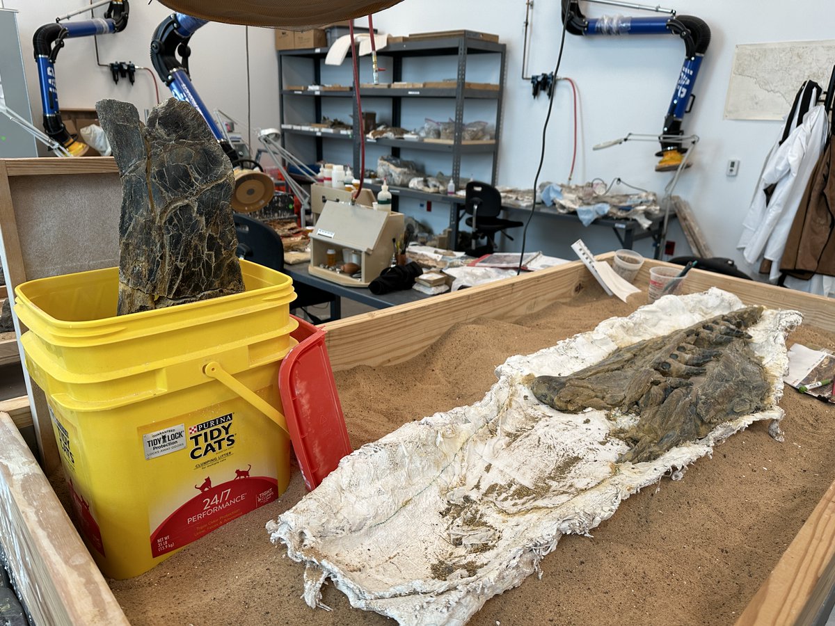 The @PerotMuseum prep team got creative to safely glue together chunks of a big #Tylosaurus lower jaw + maxilla we collected a couple summers ago. Kitty litter tub and giant sandbox to the rescue! #FossilFriday #paleontology #fossils #mosasaurs #Cretaceous