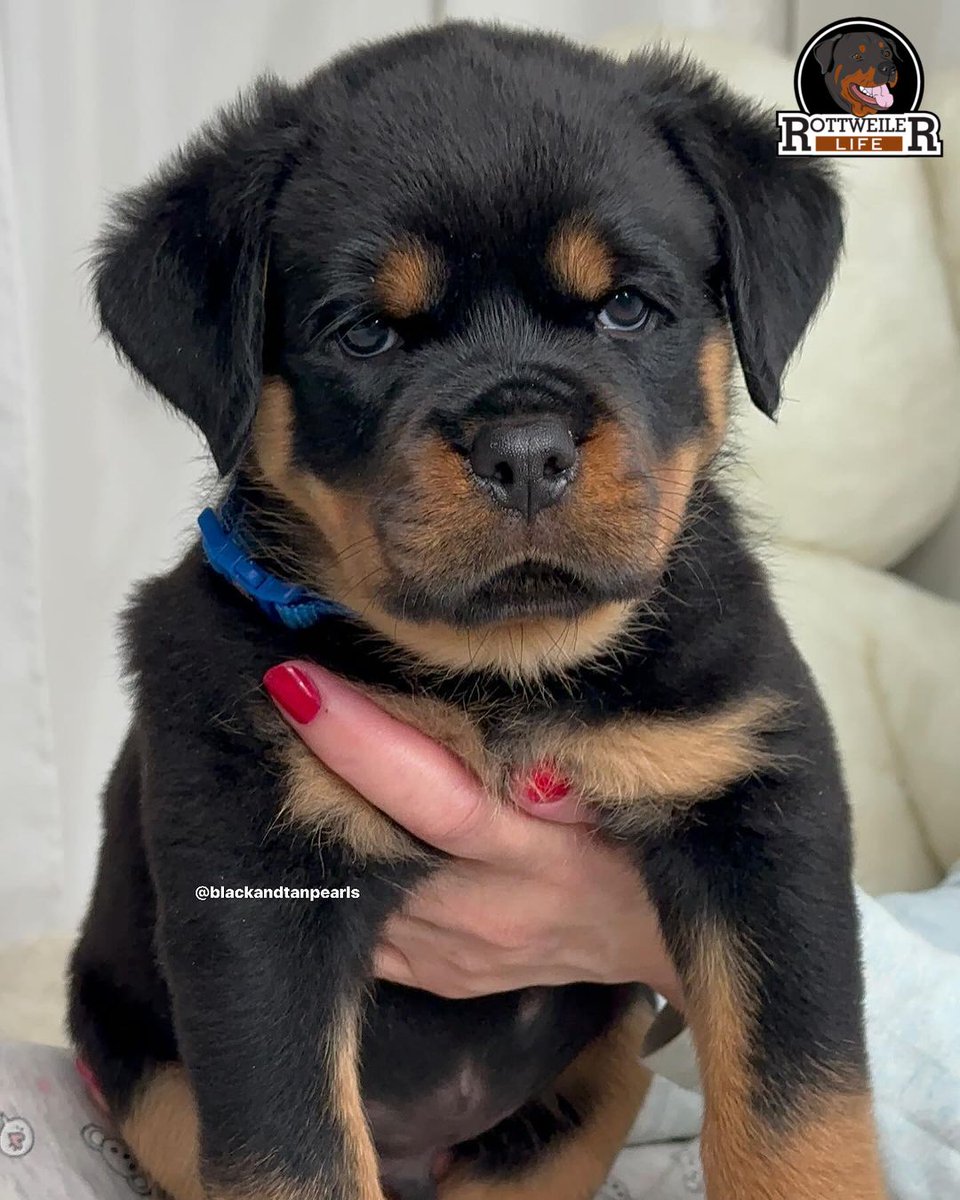 rottweilerlife tweet picture