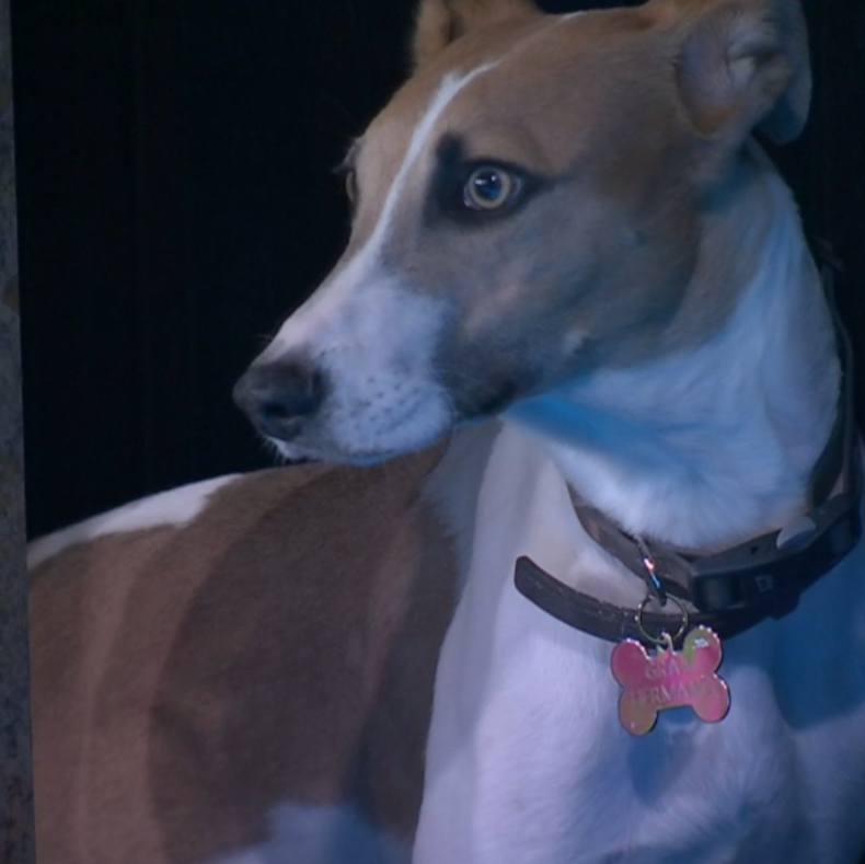 gh2022ok's tweet photo. Con ustedes, Arturo 😍🐶 https://t.co/AQimzDCNO4