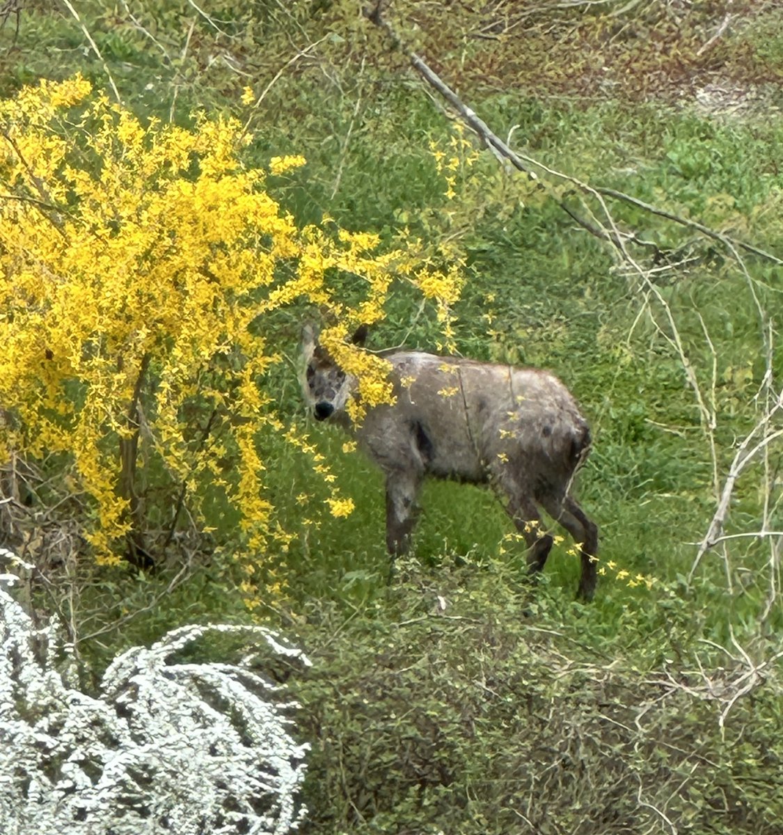 今日は庭に珍客です。