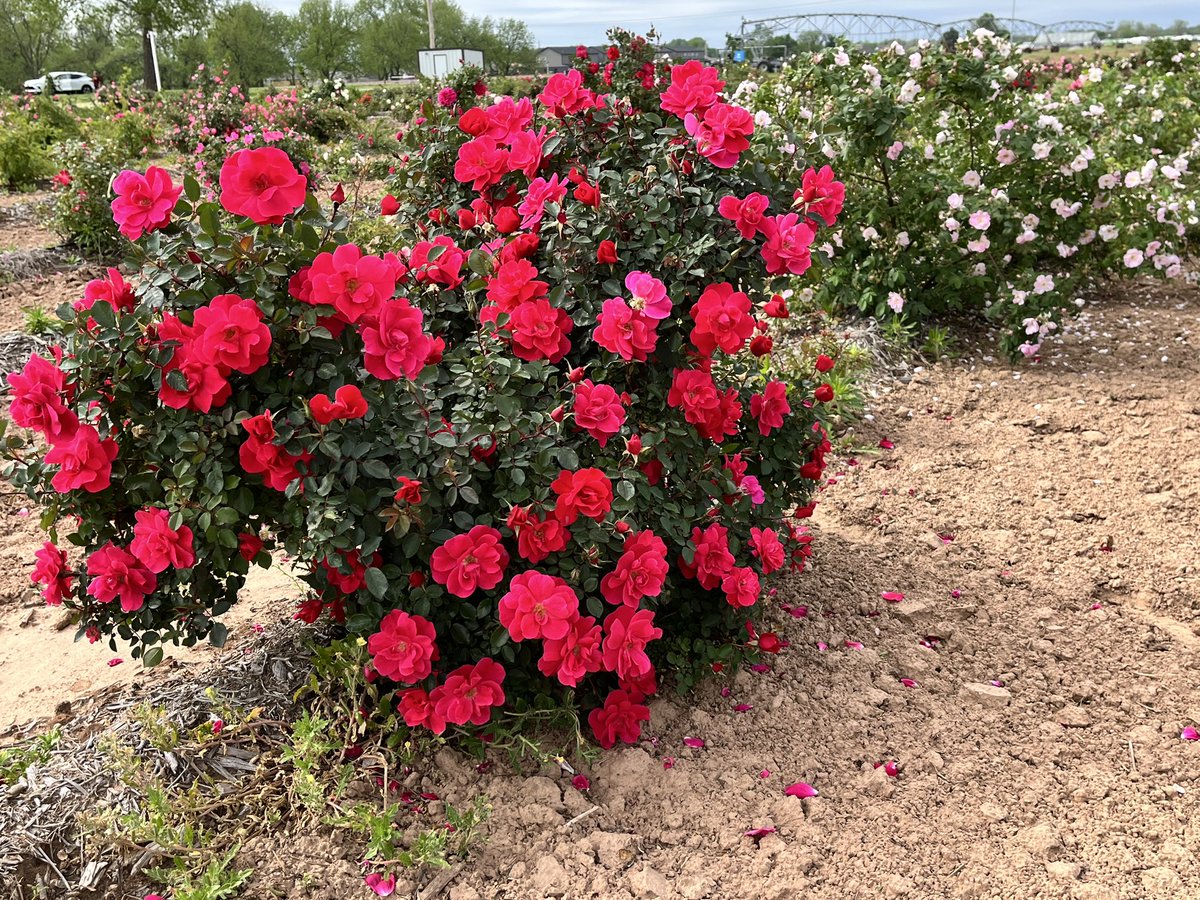 The Varietal Rose Rosette Disease Resistance & Genetics Studies plot at Oklahoma State University @okstateferguson , Mingo Valley Research Station, in massive blooming mode displaying some of the next generation of roses resistant to RRV that will decorate our gardens. ❗️👏🏼😀