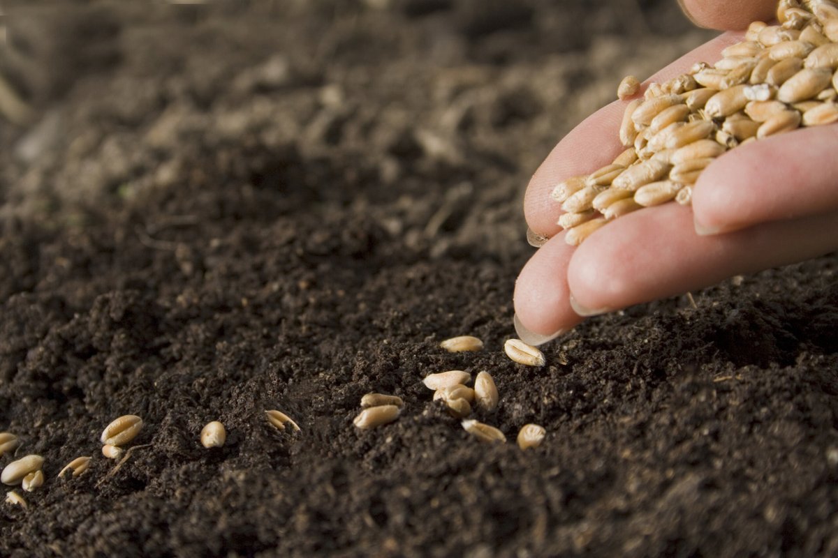 AlbertaGrains's tweet photo. Putting seeds in the right depth is crucial for getting your cereal crops established.
You probably know 1.5 to 2 inches is the optimum seeding depth, but what does it mean from the seeds' perspective?
Find out here: https://t.co/o2qtpb0DQv
#TGP #Plant2024 #seeddepth https://t.co/JD77D5BYrS