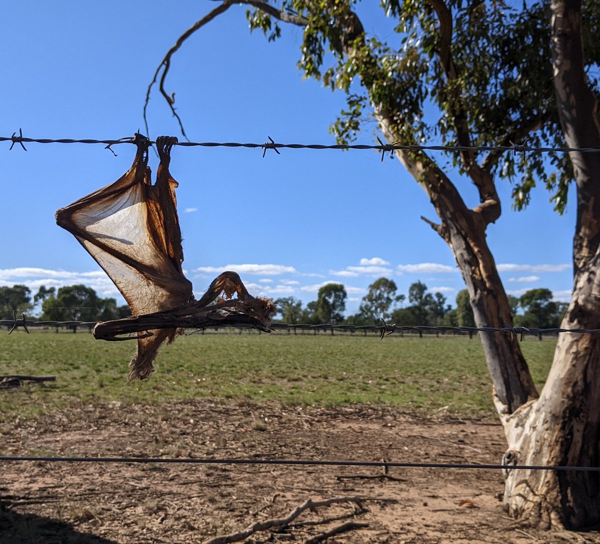 Barbed wire and #wildlife don't mix. My heart aches. While on #fieldwork recently I found 4 deceased native #bats, a few metres from each other. I believe these are Little red #flyingfoxes, semi-permanent residents of northern VIC. @AusMammals #WildOz #conservation #ecology