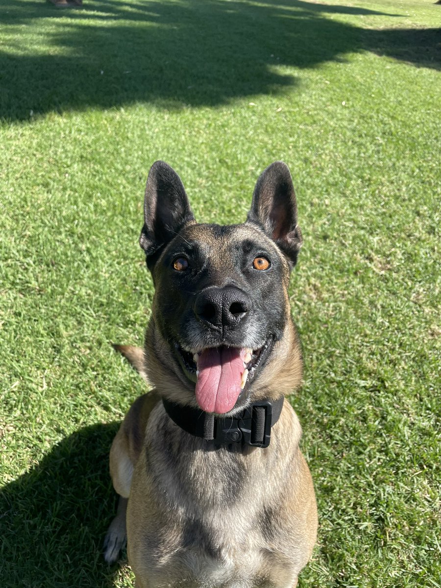 That Friday feeling when the weekend is almost here 🤩😝

PD Boogie 

#FridayVibes #canine #dogsoftwitter #dogsquad #policedog #k9 #TGIF