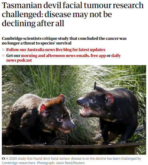 For years now I’ve been advocating for the Tassie devil and raising concerns about its recovery from a highly contagious and deadly facial cancer that wiped out 95% of its population, only to have my worries shunned by local, state, and federal governments.