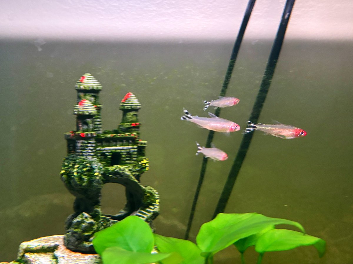 New guys are still adjusting so they’re a little paler, but!!!! Finally a school!! Guy at the front we’ve had for a while and his tank mate died some time ago. We just haven’t made the time to make it back out to the pet shop to get him friends until today!