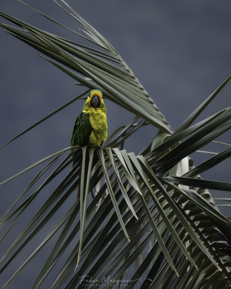 Fabermosquera's tweet photo. En mi nido de amor Loro Orejiamarillo
Yellow-eared Parrot
Ognorhynchus icterotis
Psittacidae
#yellowearedparrot #ip_birds
#bestbirdpix
#featured_wildlife
#best_birds_photography
#1birdshotw
#your_wildlife
#best_moments_nature
#japan_nature_photo
#rebels_nature https://t.co/zfzrgPmTHP