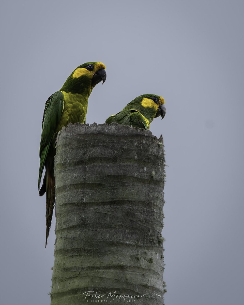 Fabermosquera's tweet photo. En mi nido de amor Loro Orejiamarillo
Yellow-eared Parrot
Ognorhynchus icterotis
Psittacidae
#yellowearedparrot #ip_birds
#bestbirdpix
#featured_wildlife
#best_birds_photography
#1birdshotw
#your_wildlife
#best_moments_nature
#japan_nature_photo
#rebels_nature https://t.co/zfzrgPmTHP