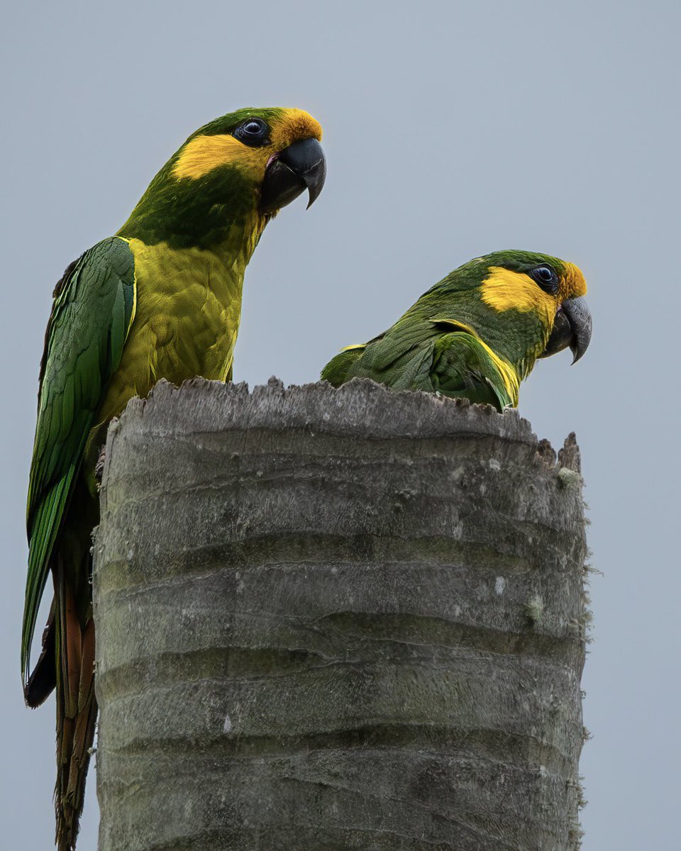 Fabermosquera's tweet photo. En mi nido de amor Loro Orejiamarillo
Yellow-eared Parrot
Ognorhynchus icterotis
Psittacidae
#yellowearedparrot #ip_birds
#bestbirdpix
#featured_wildlife
#best_birds_photography
#1birdshotw
#your_wildlife
#best_moments_nature
#japan_nature_photo
#rebels_nature https://t.co/zfzrgPmTHP