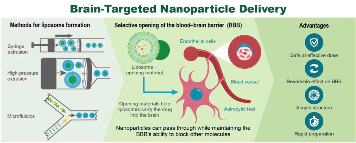 Article✍️A mix & act #liposomes of #phospholipase #A2-#phosphatidylserine for acute #brain #detoxification by blood‒brain #barrier selective-opening. From Dr. Yang @BeijingInstitutesofPharmacologyandToxicology; @ELSpharma. sciencedirect.com/science/articl….
