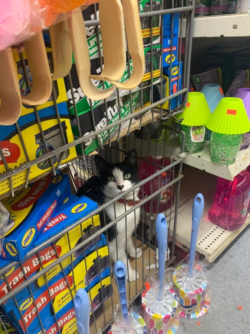 Bodega Cats (@Bodegacats_) on Twitter photo 2024-04-19 02:33:16