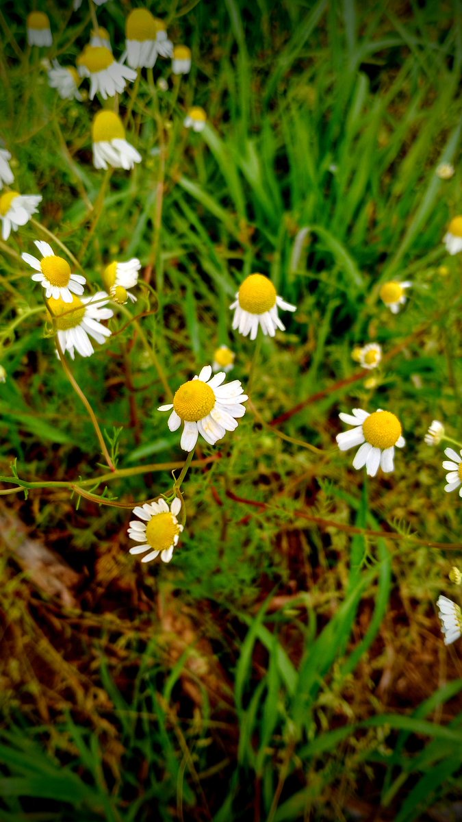 Foggy field with Chamomile..