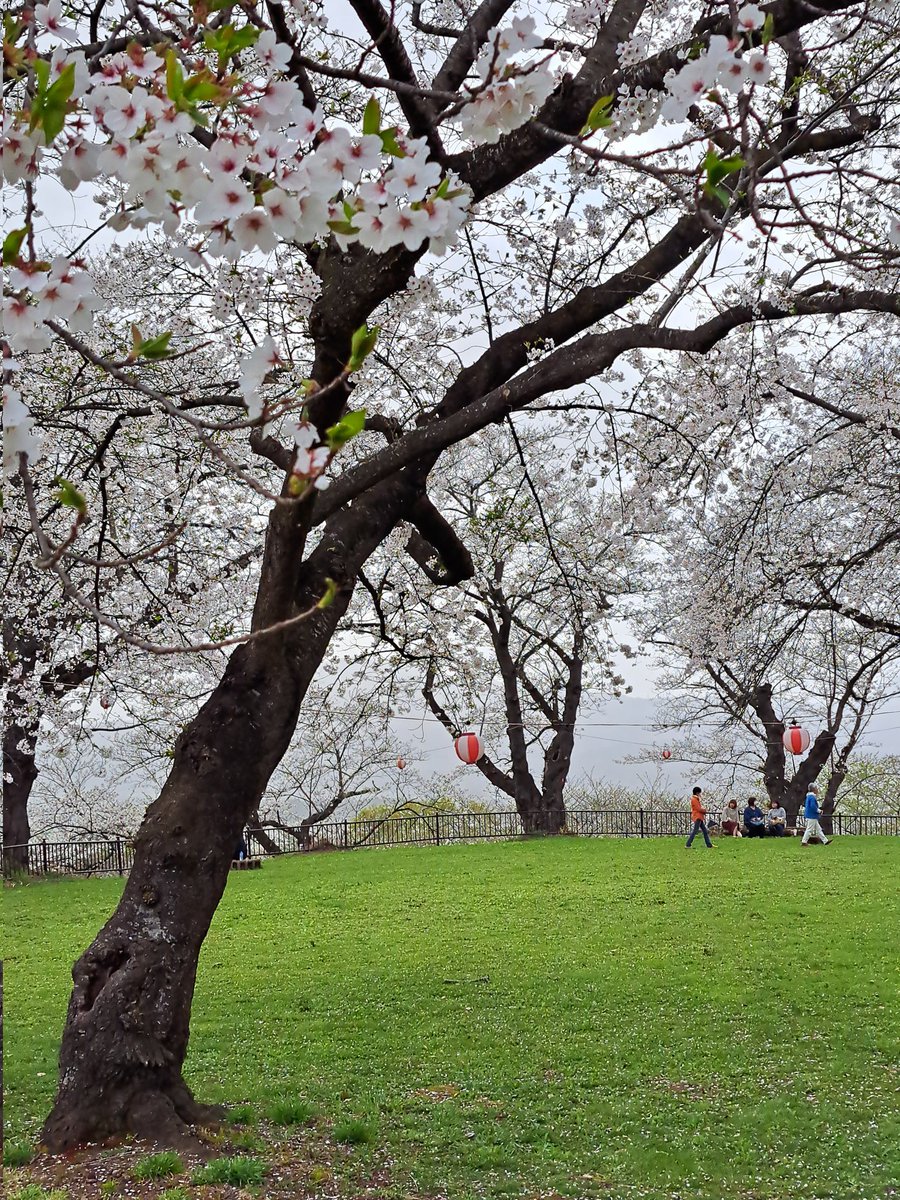 紫波町 城山公園 
ここもここで美しい桜でした