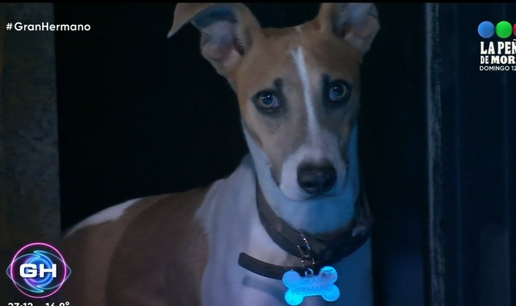 Se me metió un Arturito en el ojo 😭🥺

#GranHermano