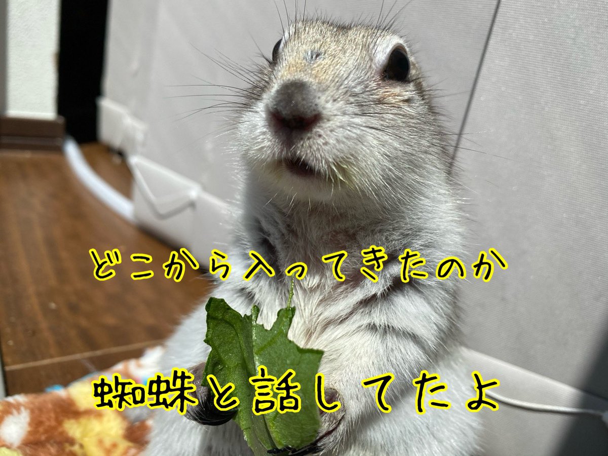 誰とでも話す🐿️

#リチャードソンジリス
#ジリス
#とろろ