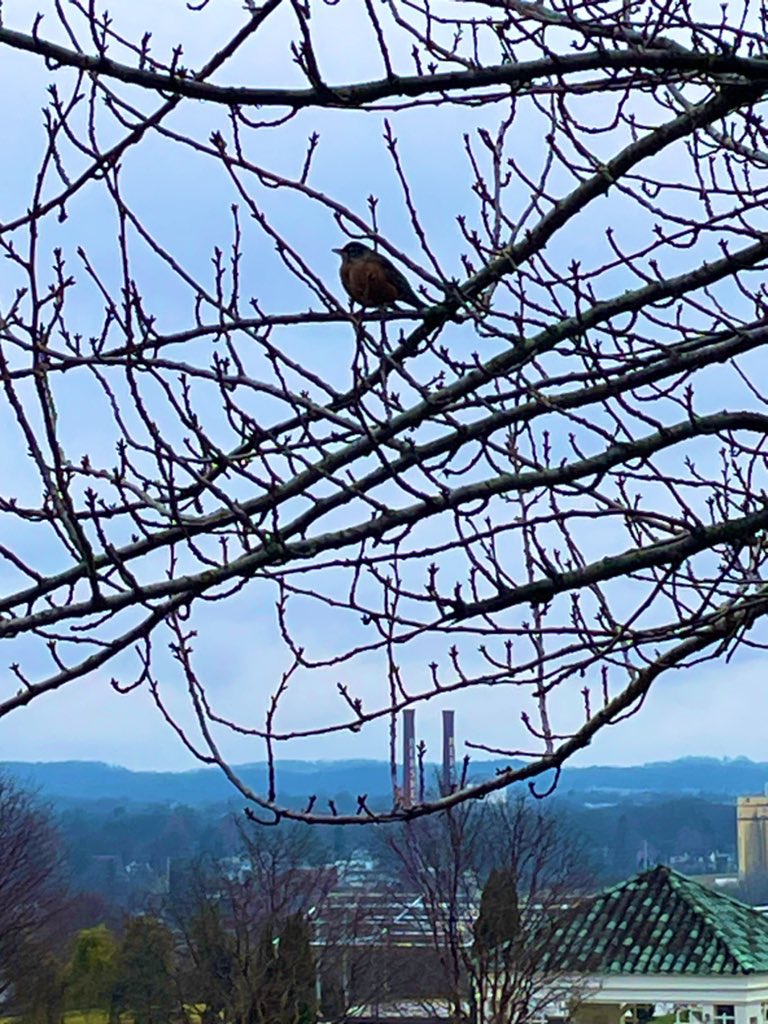 A little birdie told me…
#nature #birds #hersheypa