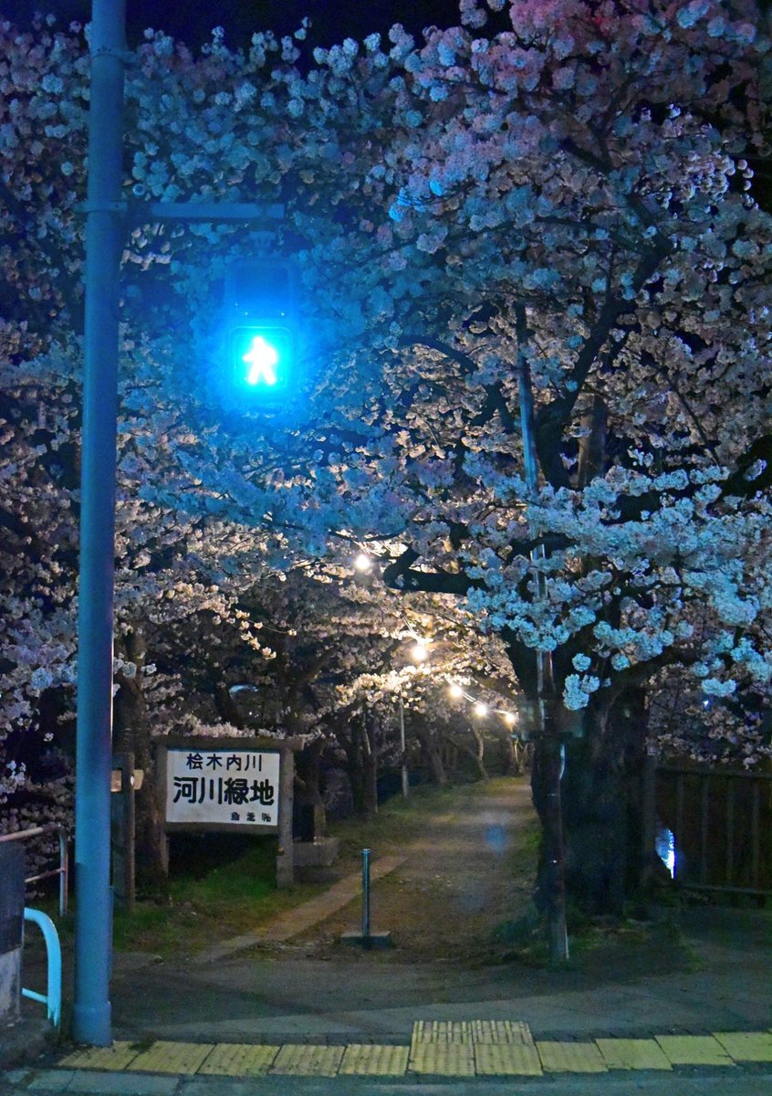 夜桜と信号機
2024.4.15
#角館 #桧木内川