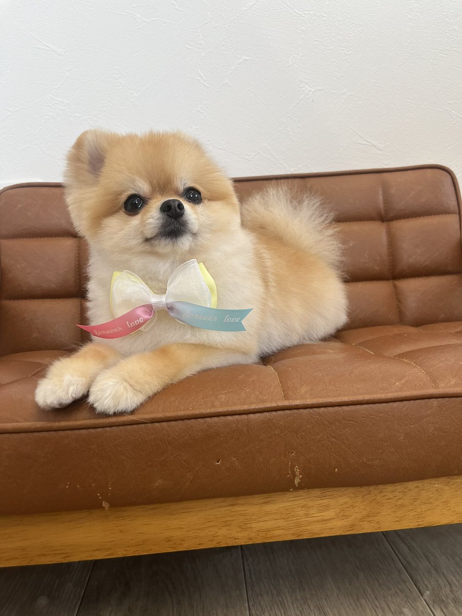 Pomeranian0222 tweet picture