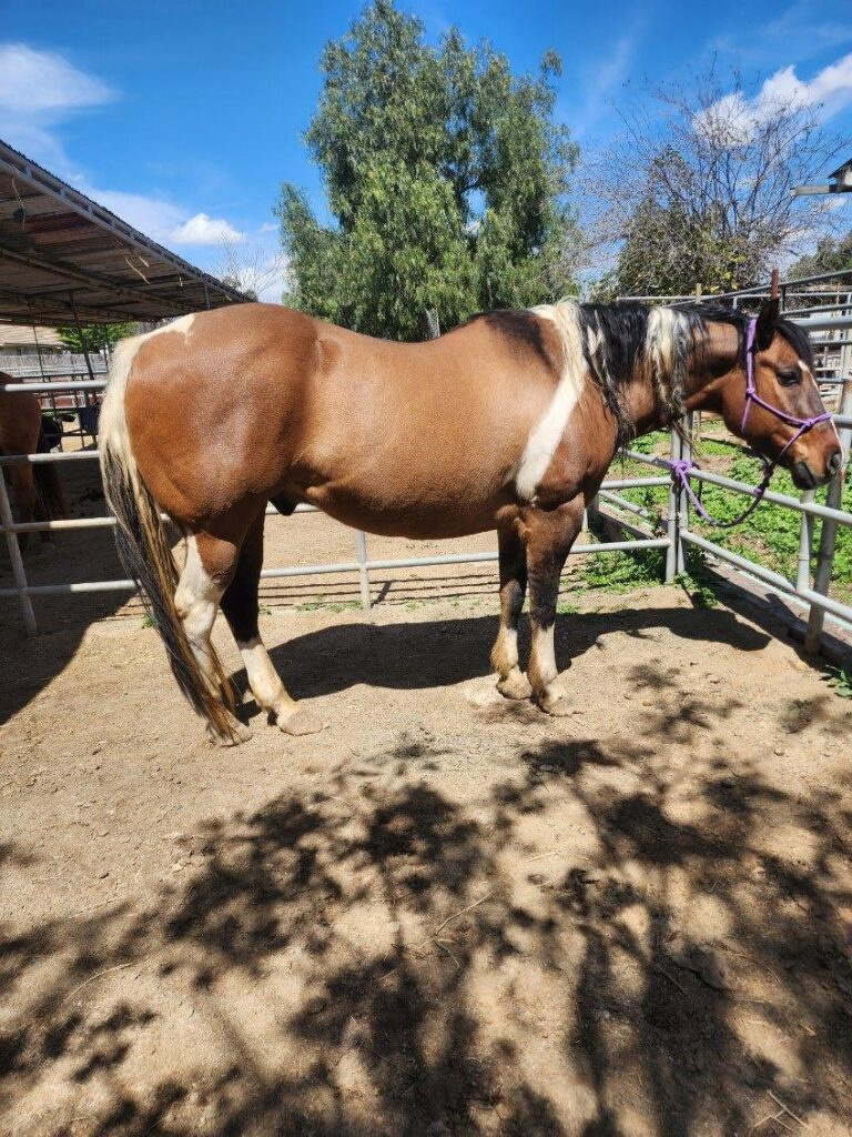 Norco CA, URGENT: Three AQHA Horses Need a Home ASAP. We shared Bear, Holly and Mr Moon two weeks ago and no one has stepped up. We are hoping someone can offer a safe place for these three souls. We are in Southern California.
hanaeleh.org/norco-ca-three…