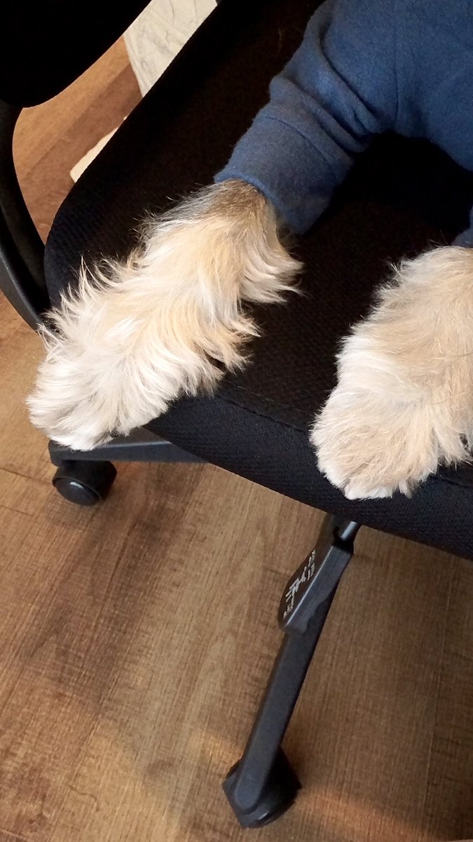 dearwan_'s tweet photo. おててを褒められて
満更でもなさそうなわんこ🐾🤎

#ディアワンコート #ミニチュアシュナウザー https://t.co/m6maDjpKNa