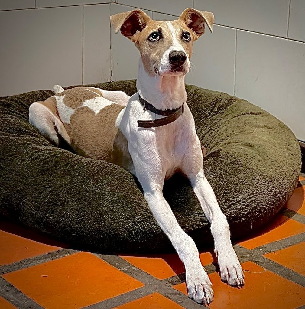 porqueTTarg's tweet photo. "Arturito": 

Por el animal que entró a la casa de Gran Hermano: Arturo es un galgo mestizo que fue maltratado por sus dueños, utilizado para carreras, caza y que terminó siendo abandonado. https://t.co/DWzKyXXwEc