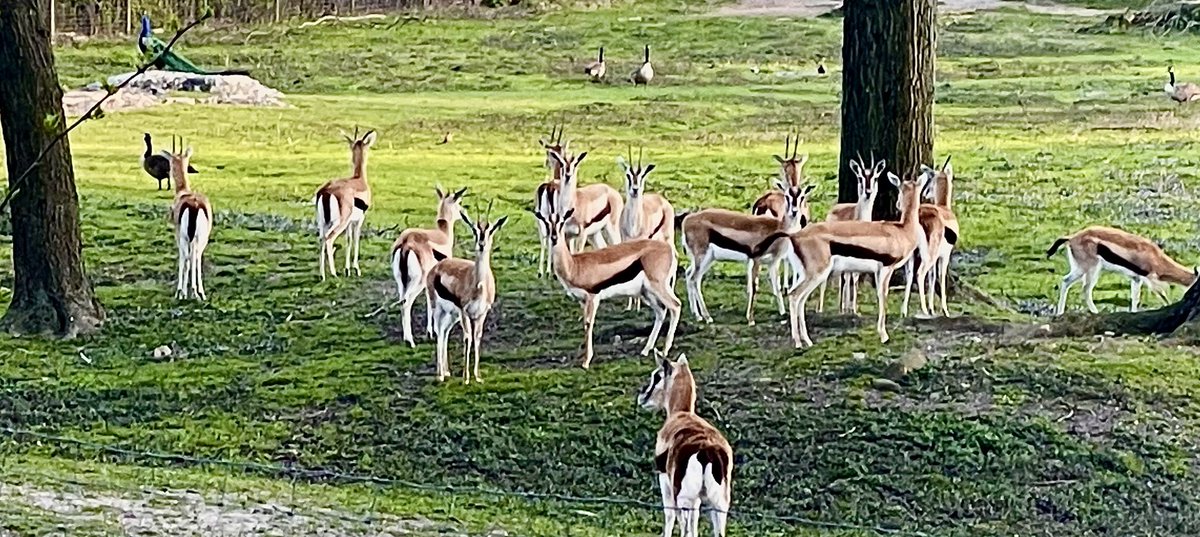 Thomson’s gazelle ⁦@BronxZoo⁩