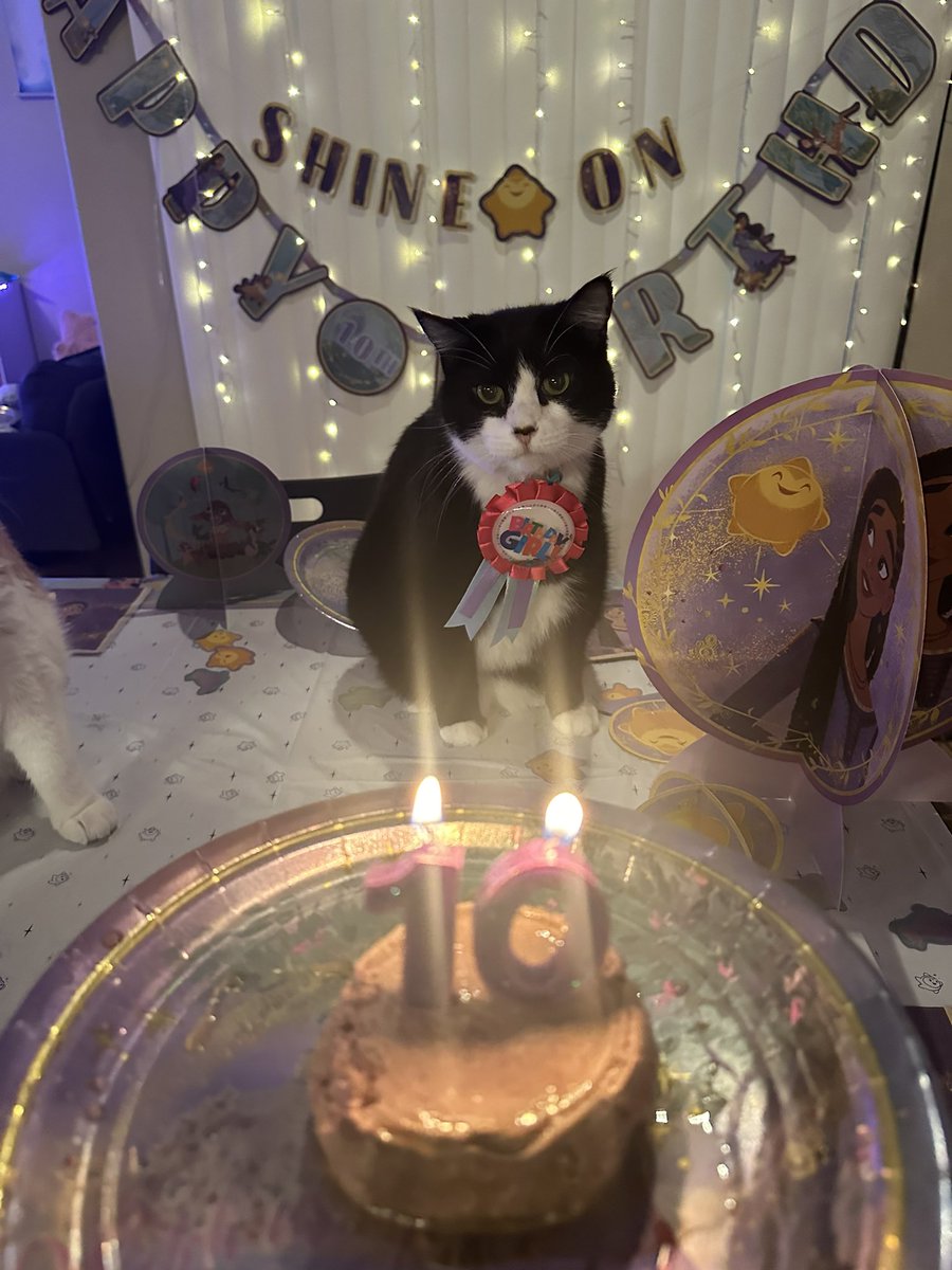 oreokittykat's tweet photo. Hello friends 😸 We are having a lot of fun today because it is Oreo’s 10th birthday! 🎉 🎂🥳🎈 Please help us wish Happy Birthday to the birthday girl 😸 #birthdaygirl #birthdayparty #CatsOfTwitter https://t.co/sLLTzyIZNF