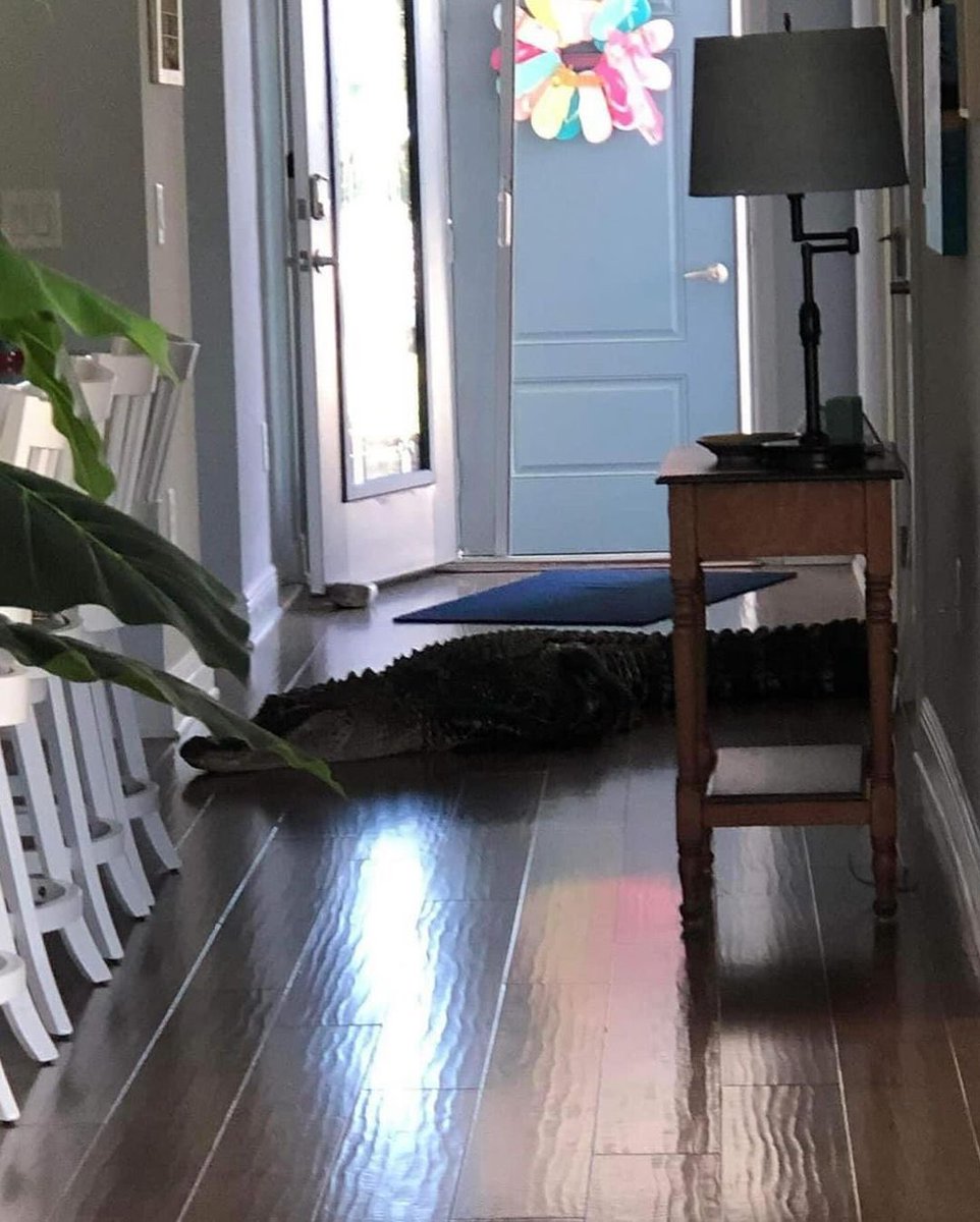 An 8-foot alligator was found inside a home in Venice, FL. The gator pushed through the front screen door and headed into the kitchen while the homeowner was in the other room 🐊😱

Via Mary Hollenback & @onlyinfloridaa 
#onlyinfl #florida #fl #floridian #floridalife #ehp