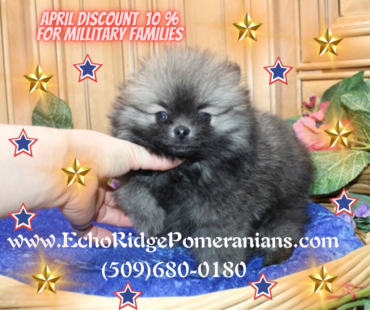 OlgaGudima's tweet photo. APRIL DISCOUNT for MILITARY FAMILIES. AKC Toy Pomeranian puppies are available at Echo Ridge Pomeranians: https://t.co/nSaJo2lg33
Fastest way to get ahold of us - phone: (509)680-0180. Video conference available with puppies. Shipping and delivery available. We are in Evans, WA. https://t.co/jOXDyQOgOm