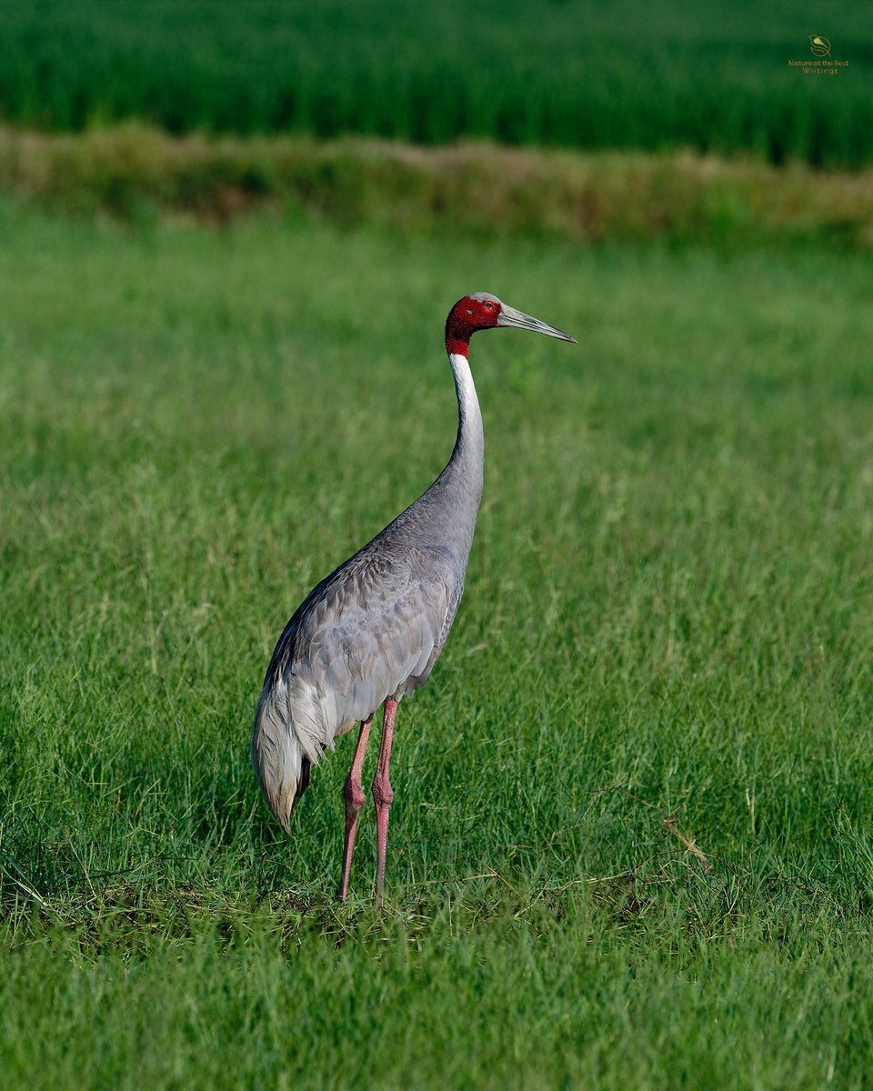 Sarus Crane
Dhanauri Wetlands, India

#birds_captures #planetbirds #birdfreaks #nature_worldwide_birds 

@NatGeo @BBCEarth @AnimalPlanet @natgeowild @PazyBirds @miajbirdkartoj