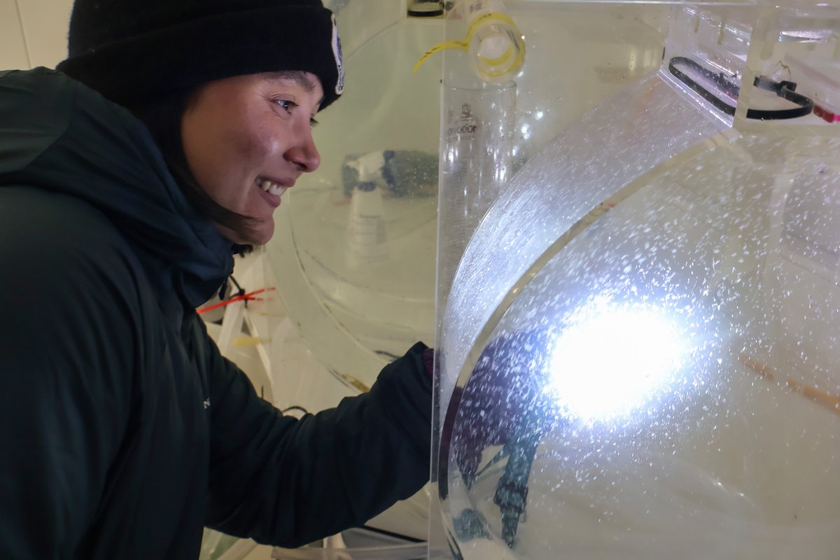🥶 The 1°C coldroom at @IMASUTAS in Hobart is currently home to probably the largest collection of live Southern Ocean zooplankton outside of #Antarctica. (🧵1/6)