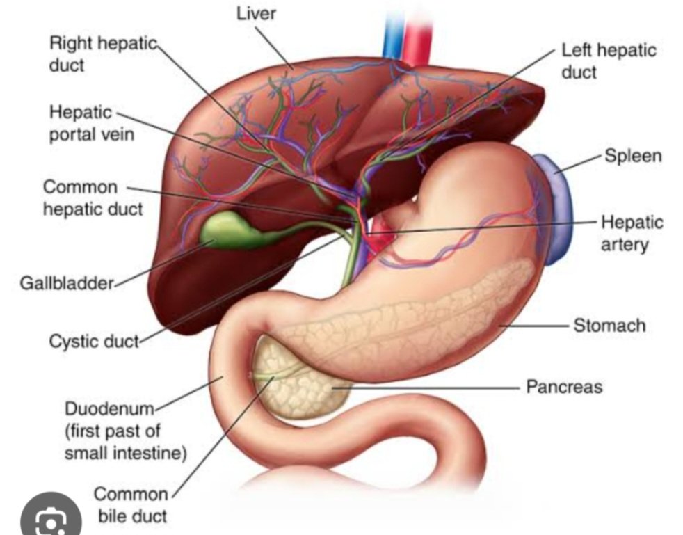 Sandeep2105748's tweet photo. April 19,on #WorldLiverDay let's be mindful and take care of our liver,a precious O2 together in love and healthy eating.🙏❤️
#PBKSvsMI #PBKS #MIvsPBKS #DubaiFlooding #LokSabhaElection2024 #प्रथम_चरण #Ashutosh #SuryakumarYadav #श्री_राम #FirstDates #First_Stage #लोकसभाचुनाव2024 https://t.co/K1t4fAlTOa