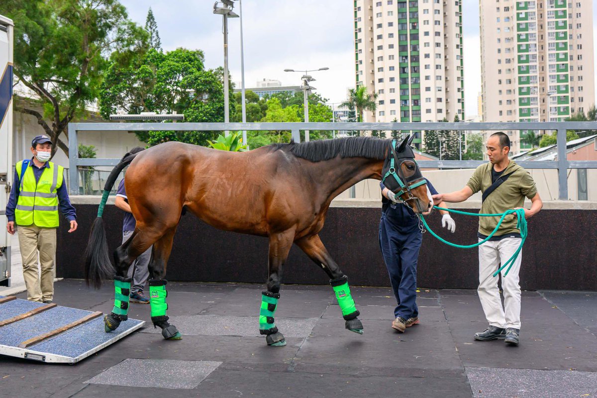 The first arrivals for Team Japan! 😍 🐎 Mad Cool #マッドクール 🎌 🐎 Sunrise Ronaldo #サンライズロナウド 🎌 🐎 Prognosis #プログノーシス 🎌 🐎 Elton Barows #エルトンバローズ 🎌 📍 Sha Tin, 28 Apr | #競馬 | #FWDChampionsDay