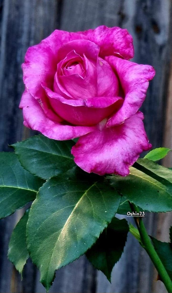 Every girl deserve a knight in t shining armour...Mine got lost, too proud to ask for t directions n eaten by t dragon....😁
#Assallamualaikum #lifegoeson #loveyourselffirst #lovemyself #rose #FlowersOfTwitter #NatureBeauty #PalestineLivesMatter