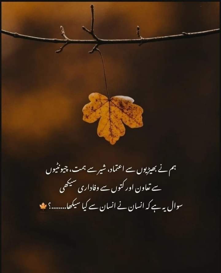 Sajid Abbas tweet media