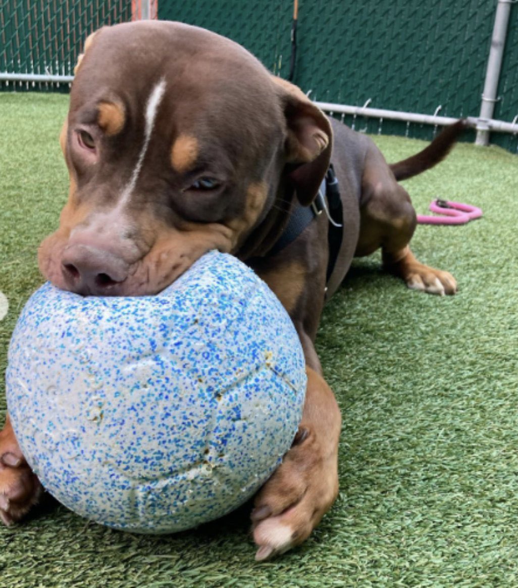 Dubs4Mutts's tweet photo. #AdoptDontShop 
🐶 Princetopher ♥️
#NYCACC #NewYork✨
Shelter is FULL &amp; Princetopher needs placement asap. 💔😔 Please he’s just a puppy! Not even 1yo. 🙏🏽🏡 Save a life.
Can you foster? #FostersSaveLives
DM @notthesameone2 
https://t.co/bY5PAINLkR https://t.co/tntYG1ZCNz