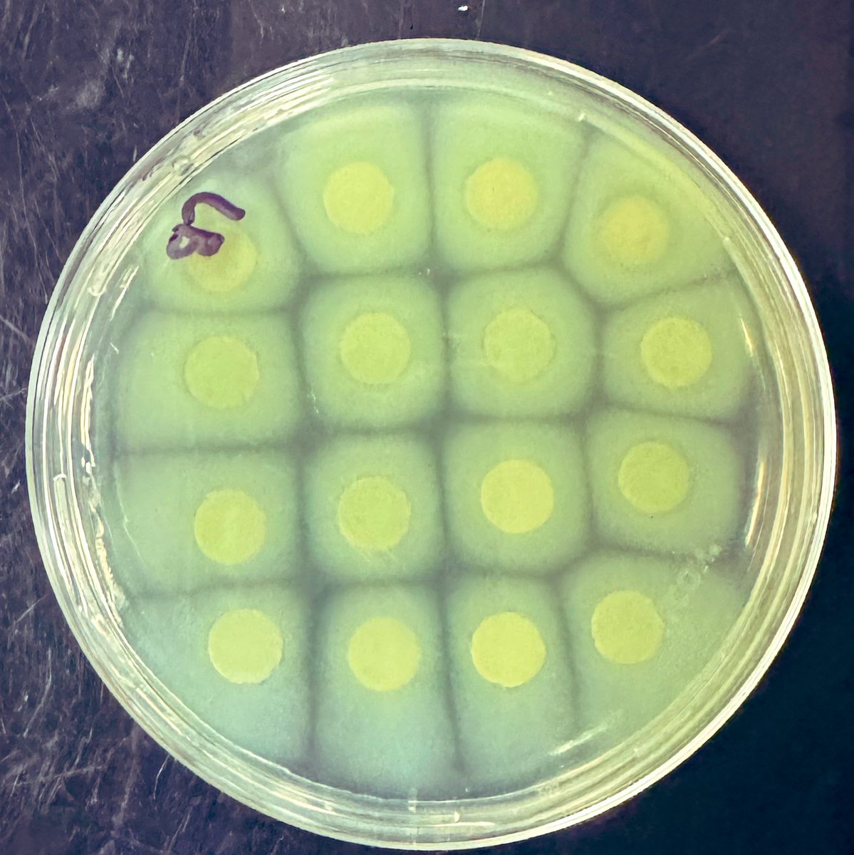 Can anyone help me understand why this P. aeruginosa (PA01) is behaving like this? I grew it on a PCM membrane.
 #biofilm #GeiselBiofilm #biology #Biofilm_SIG #ukbiofilms #VernitaGordon